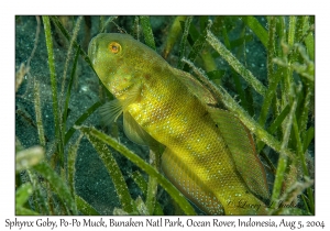 Sphynx Goby