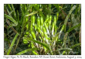 Finger Alga