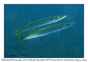 Yellowtail Barracuda