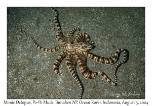 Mimic Octopus