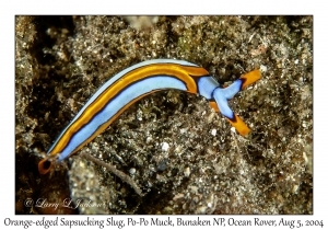 Orange-edged Sapsucking Slug