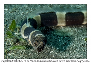 Napoleon Snake Eel