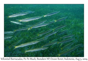 Yellowtail Barracuda
