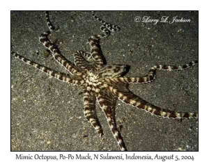 Mimic Octopus