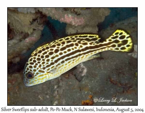 Silver Sweetlips, sub-adult