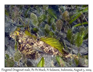 Fingered Dragonet male