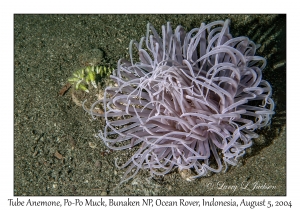 Tube Anemone