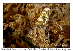 Peacock-tail Anemone Shrimp
