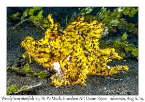 Weedy Scorpionfish