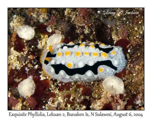 Exquisite Phyllidia