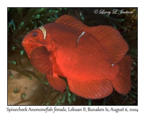 Spinecheek Anemonefish in Bubble-tip Sea Anemone