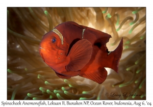 Spinecheek Anemonefish