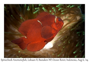 Spinecheek Anemonefish