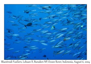 Bluestreak Fusiliers