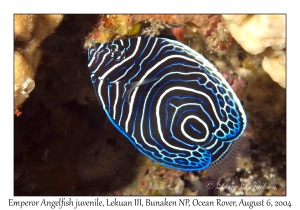 Emperor Angelfish juvenile