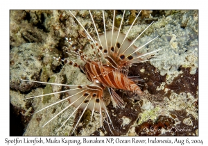 1227#0267 Pterois antennata - Spotfin Lionfish, Muka Kapang, Bunaken NP, Ocean Rover, Indonesia, Aug 6, 2004