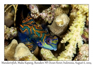 1227#0273 Synchiropus splendidus - Mandarinfish, Muka Kapang, Bunaken NP, Ocean Rover, Indonesia, Aug 6, 2004