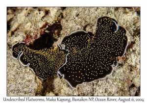 1227#0283 Thysanozoon sp 1 - Undescribed Flatworm, Muka Kapang, Bunaken NP, Ocean Rover, Indonesia, Aug 6, 2004