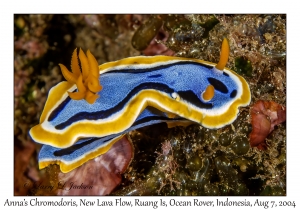 1228#0001 Chromodoris annae - Anna's Chromodoris, New Lava Flow, Ruang Is, Ocean Rover, Indonesia, Aug 7, 2004