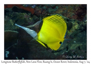 1228#0002 Forcipiger flavissimus - Longnose Butterflyfish, New Lava Flow, Ruang Is, Ocean Rover, Indonesia, Aug 7, 2004