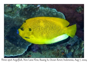 1228#0003 Apolemichthys trimaculatus - Three-spot Angelfish, New Lava Flow, Ruang Is, Ocean Rover, Indonesia, Aug 7, 2004