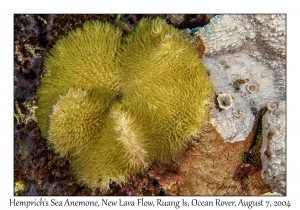 1228#0005 Heterodactyla hemprichii - Hemprich's Sea Anemone, New Lava Flow, Ruang Is, Ocean Rover, Indonesia, Aug 7, 2004