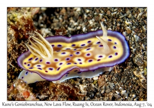 1228#0007 Goniobranchus kuniei - Kune's Goniobranchus, New Lava Flow, Ruang Is, Ocean Rover, Indonesia, Aug 7, 2004