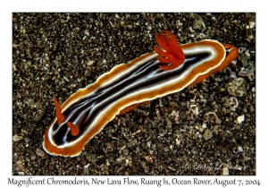 1228#0017 Chromodoris magnifica - Magnificent Chromodoris, New Lava Flow, Ruang Is, Ocean Rover, Indonesia, Aug 7, 2004