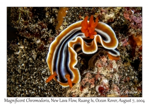 1228#0019 Chromodoris magnifica - Magnificent Chromodoris, New Lava Flow, Ruang Is, Ocean Rover, Indonesia, Aug 7, 2004