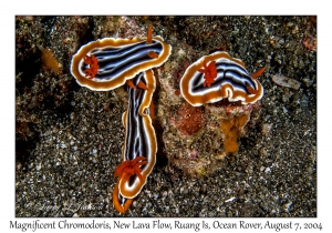 Magnificent Chromodoris