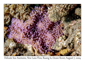 Delicate Sea Anemone