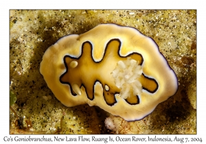 Co's Goniobranchus