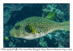 White-spotted Puffer