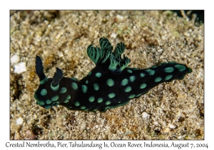 Crested Nembrotha