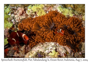 Spinecheek Anemonefish