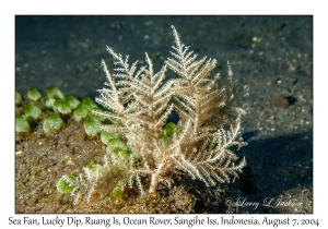 Sea Fan