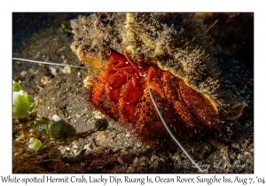 White-spotted Hermit Crab