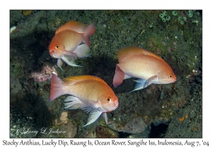 Stocky Anthias