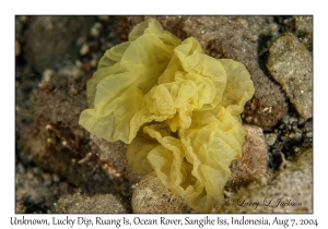 Golden Sacs Seaweed