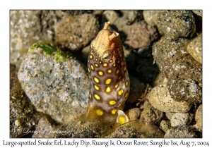 Large-spotted Snake Eel