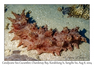 Candycane Sea Cucumber