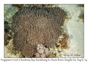 Frogspawn Coral