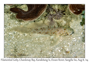 Filamented Goby