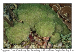 Frogspawn Coral