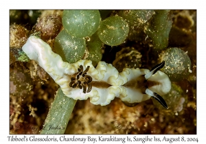 Tibboel's Glossodoris
