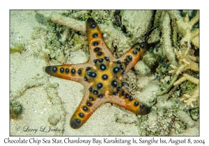 Chocolate Chip Sea Star