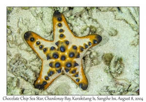 Chocolate Chip Sea Star