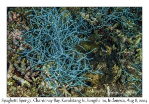 Spaghetti Sponge