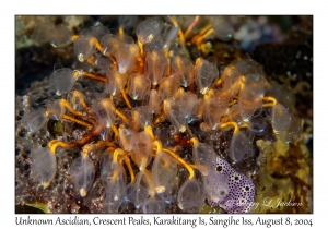 Unknown Ascidian
