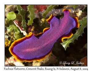 Fuchsia Flatworm